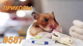 Приколы ноябрь 2019 №587