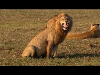 Смеющийся лев