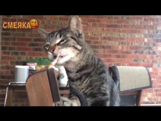 Приколы март 2016 №6