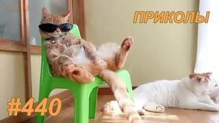 Приколы июнь 2019 №440