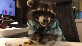 Енотики кушают